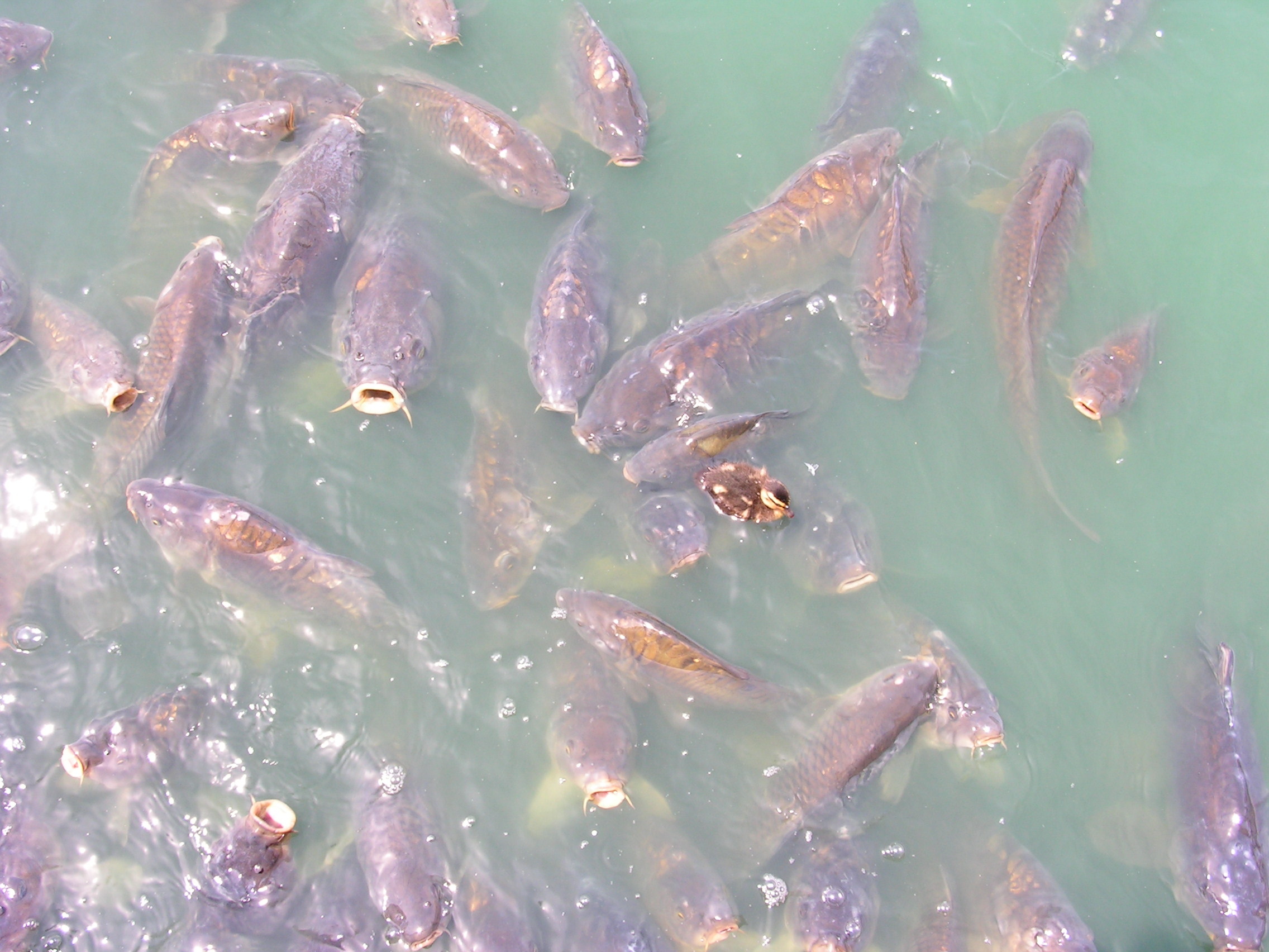 ./2008/BHS Chorus Myrtle Beach/BHS Chorus MyrtleBeach 0010.JPG